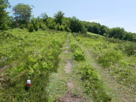 Gorostieta aldeko bidea