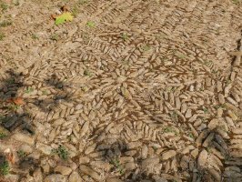 Eliza, Muniain Gesalatz