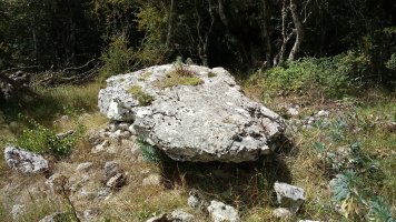 Zubeinta trikuharria