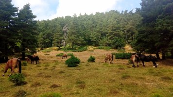 Igardakua (1599m) behorrak lepoan