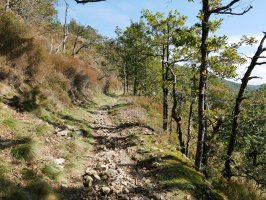 Trenbide zaharraren arrastoan