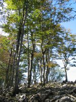 Pagoak eta harriak iparraldeko isurialdean