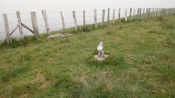 Artsal (1230m) tontorra