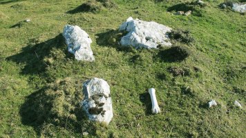 Etzantza trikuharria, Erregenea