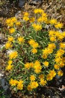 Inula montana Soila mendian