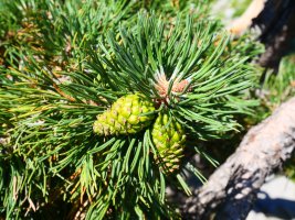 Pinus uncinata