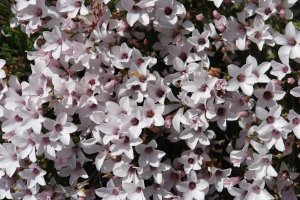  Linum suffruticosum, Tabar mendian