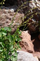  Rumex scutatus, Ozako Aguas Tuertas aldean