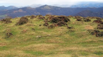 Abartango zelaia harrespila, Ziga-Baztan