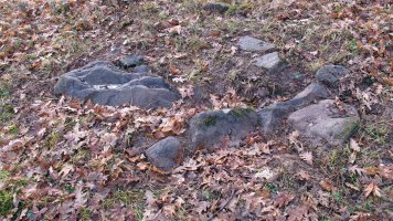 Bertsola trikuharria, Arriola-Asparrena