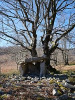 Azango Miaka trikuharria