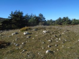 san lorenzo trikuharria