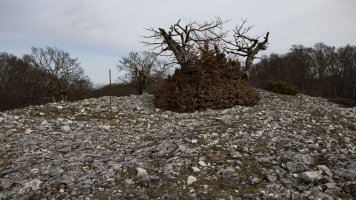 Las Tres Mugas eraztuna