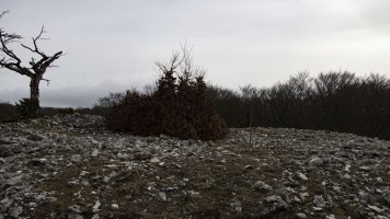 Las Tres Mugas eraztuna