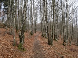 Igoerako pasarte bat, Basakaitz