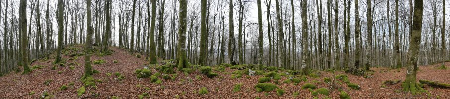 Tontorraren inguruak, Basakaitz