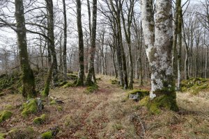 Arruitzgain aldeko bizkarrean barrena