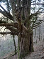 Etxalarko hagina, 2022ko martxoa