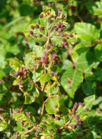 Mikiola fagi bizkarroiak erasotutako pago adaska