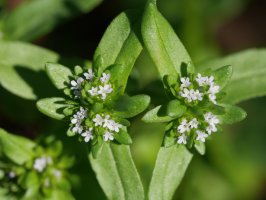 Valerianella locusta