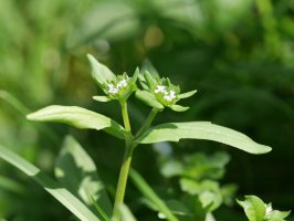 Valerianella locusta