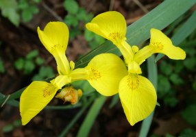Iris pseudacorus, Garate aldean
