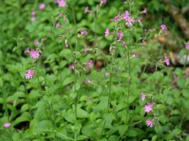 Silene dioica, ugari ikusten da inguruetan