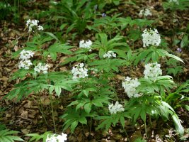 Cardamine hep­ta­phyl­la, Lintza inguruan