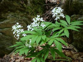 Cardamine hep­ta­phyl­la, Lintza inguruan