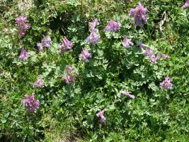 Co­ry­da­lis solida, Acherito inguruan, 1700 metrotan