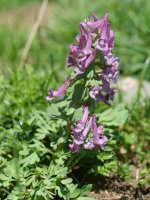 Co­ry­da­lis solida, Acherito inguruan, 1700 metrotan