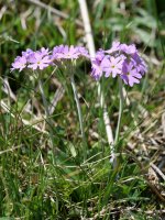 Primula farinosa, Oza aldean