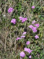 Primula farinosa, Oza aldean