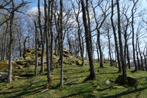 Tontorraren inguruak