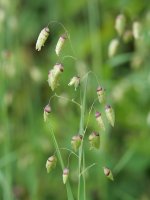 Briza maxima, hondarribia aldean