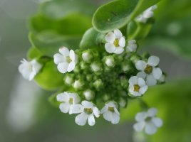  Samolus valerandi Hondarribia aldean