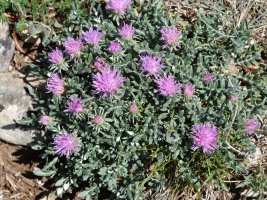 Jurinea humilis, Perriain mendian