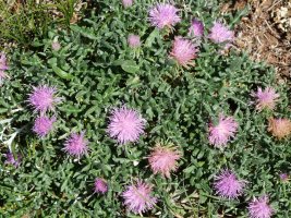 Jurinea humilis, Perriain mendian