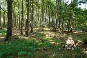 Bidea basoan barrena, mendebaldetik