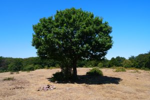 Haritza, Xuritze tontorrean