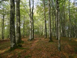 Malkorburu gailurretik gertu