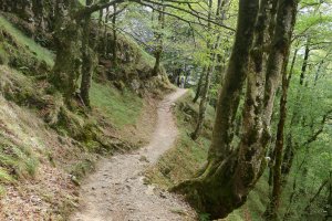 Lizarrustik aldeko bideko pasarte bat