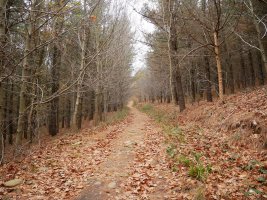 Ibilbideko tarte bat