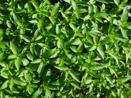 Mercurialis perennis, Bera aldean, errekaren bazterrean