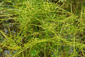 Cyperus eragrostis