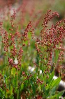 Rumex acetosella Oteixon mendian