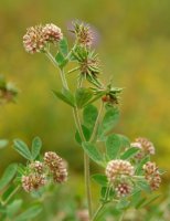 Dorycnium rectum Hernani aldean