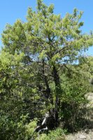 Juniperus oxycedrus Perriain mendian