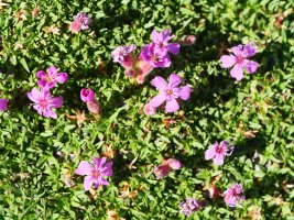 Saponaria caespitosa, Baines