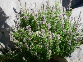 Nepeta nepetella, Ezkaurre aldean